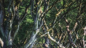 Un sendero bordeado por árboles con ramas frondosas y musgo, que se adentra en un área boscosa.