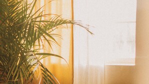 Una habitación con una planta en maceta, una silla, una mesita con una botella y vasos, y una ventana con cortinas.
