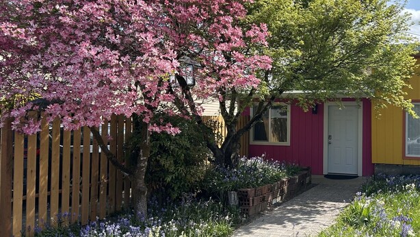 Een pad dat leidt naar een huis met een roze deur, omringd door een houten hek en bloeiende roze bomen.