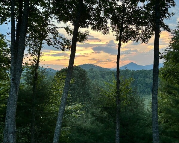 Eine bewaldete Landschaft mit hohen Bäumen und einem fernen Gebirge.