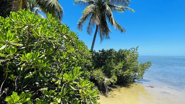 A tropical beach with dense green foliage and a clear blue sky. - FARE HIRO BUNGALOW 1 SEASIDE (Moorea-Maiao)