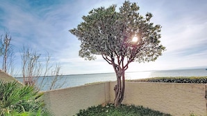 Un sendero bordeado de árboles que conduce a una playa con vista al mar.
