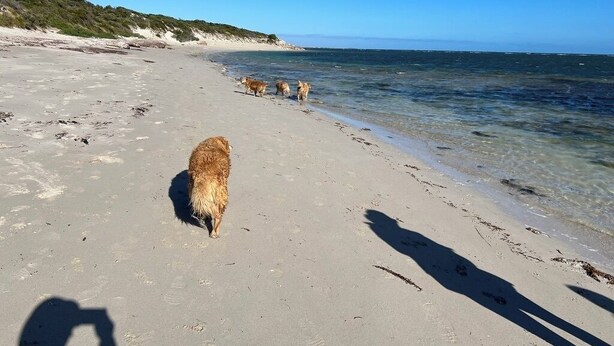 Une plage où l’on voit un chien se promener le long du rivage.