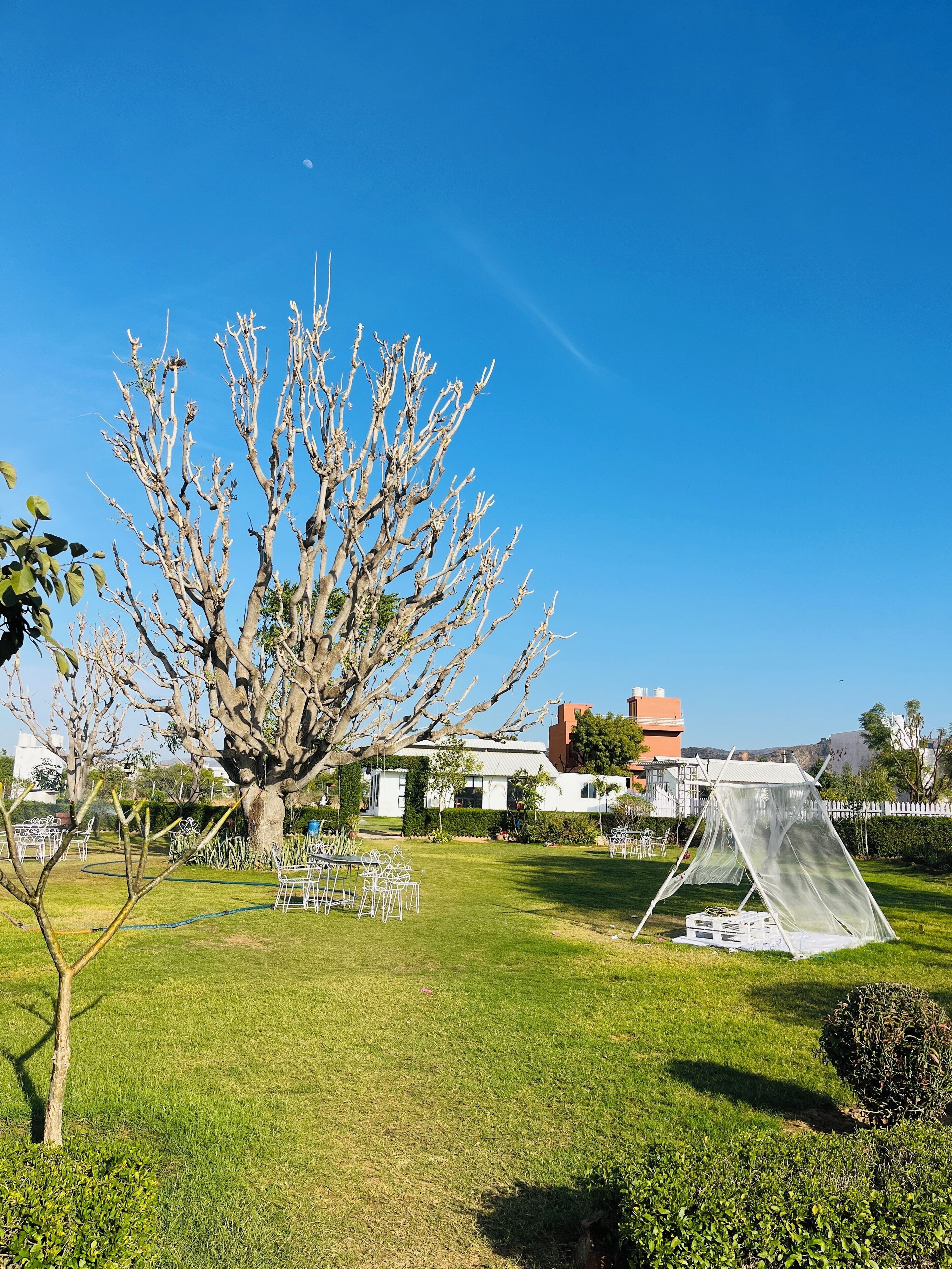 A clear blue sky, a large leafless tree, a white building, and a white fence in a grassy area.