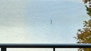 A lake with a bird in the water, surrounded by trees and a fence. - Waterfront Oasis~Pool Table~Deck~Dock~Garage (Dover)
