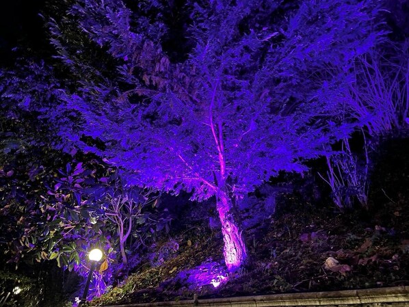 A tree illuminated with purple lights at night. - La Contessa B&B (Mercogliano)