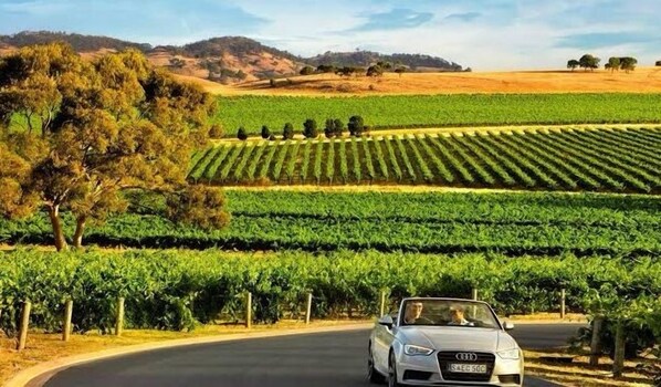 Viñedo con hileras de vides y un coche circulando por una carretera.