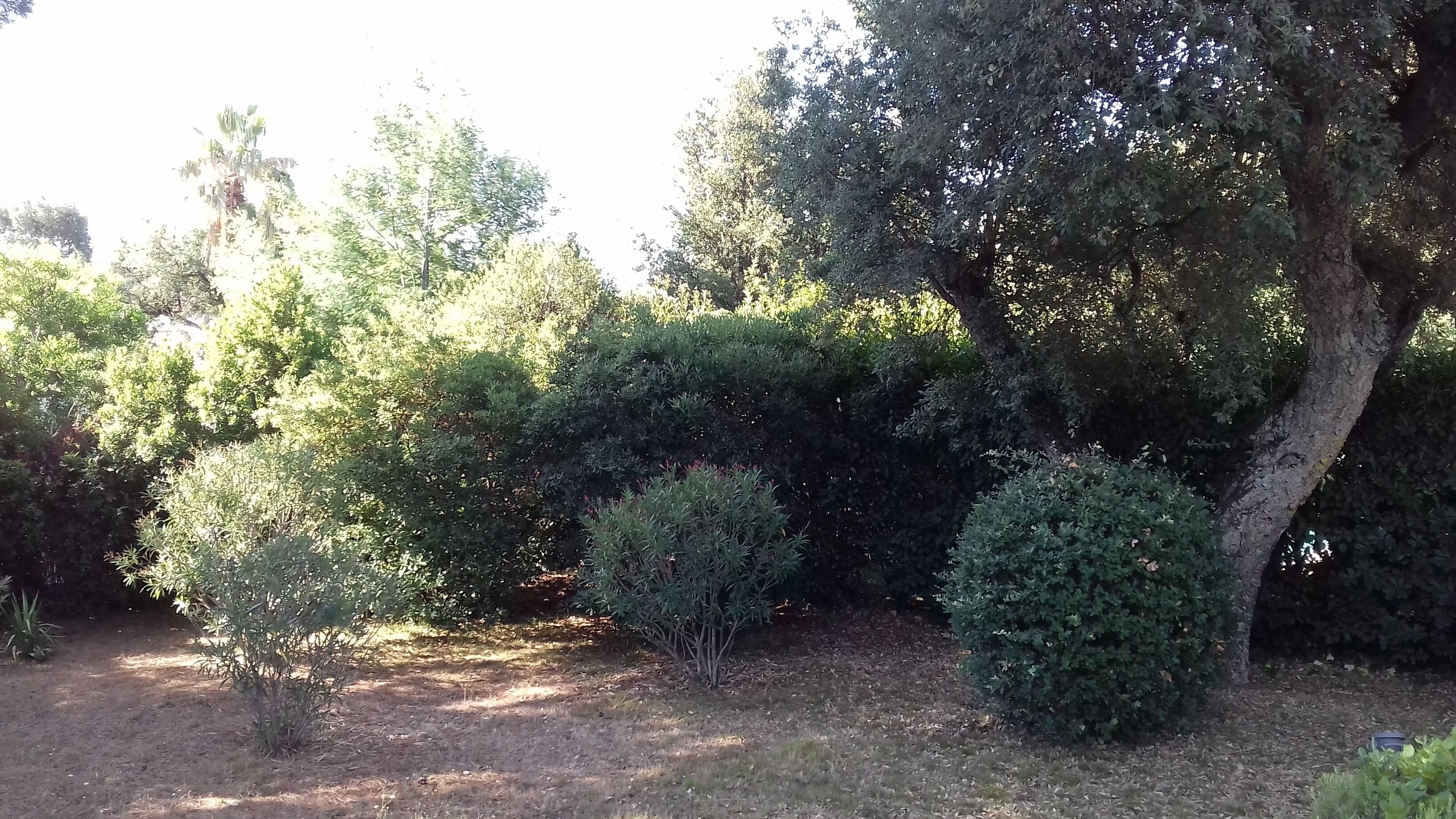 Un jardin avec différents arbres et arbustes, un sentier de terre et un petit buisson au premier plan.