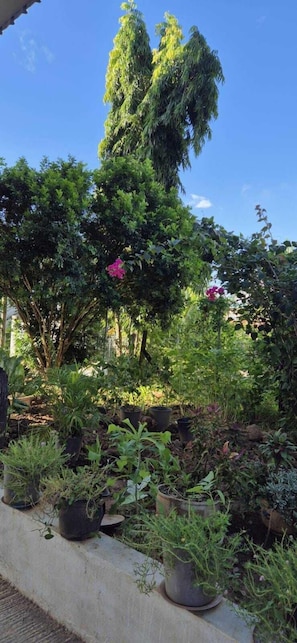Outdoor banquet area