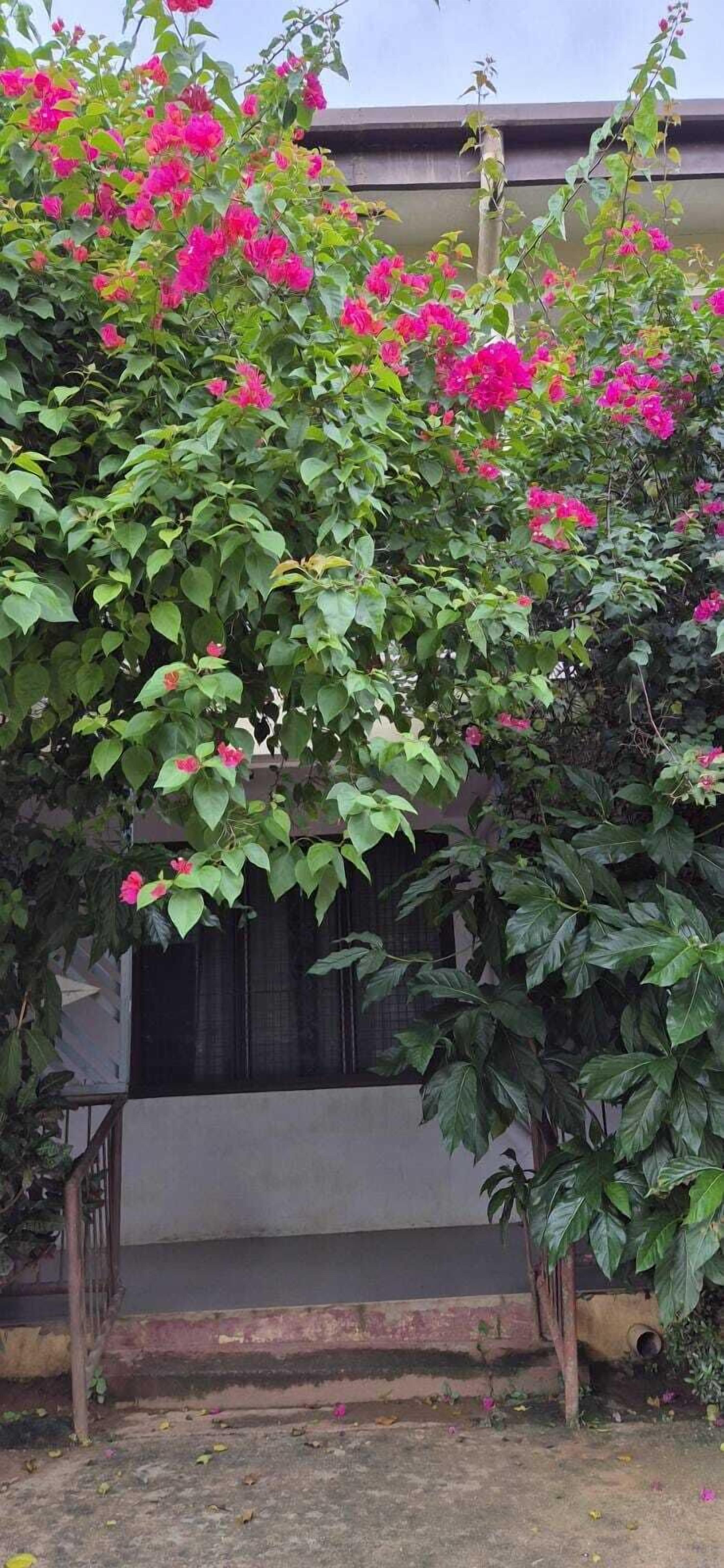 Foto - BlueLight Village Hotel