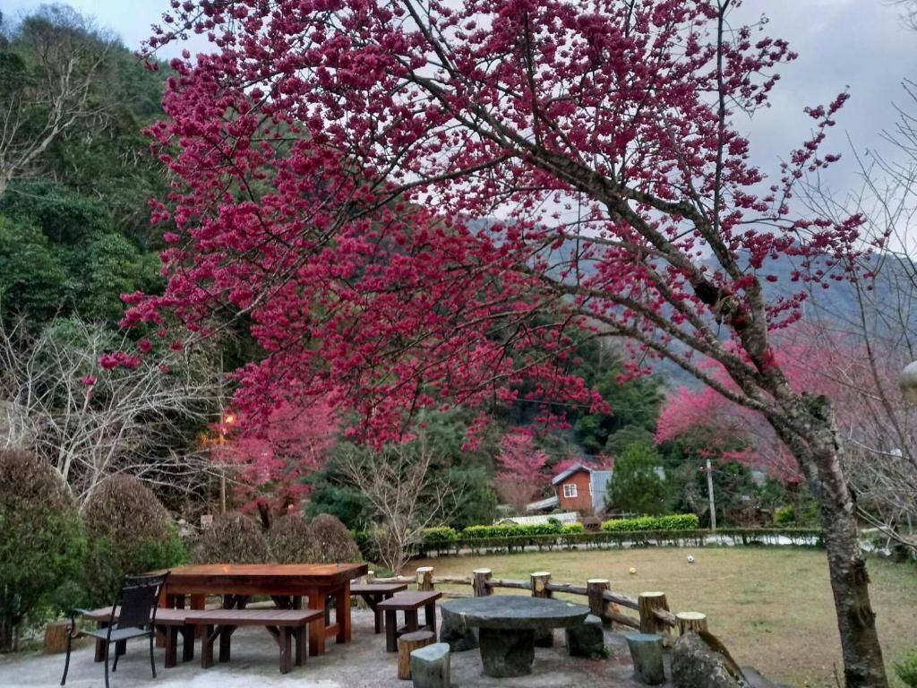 Servicios para mascotas