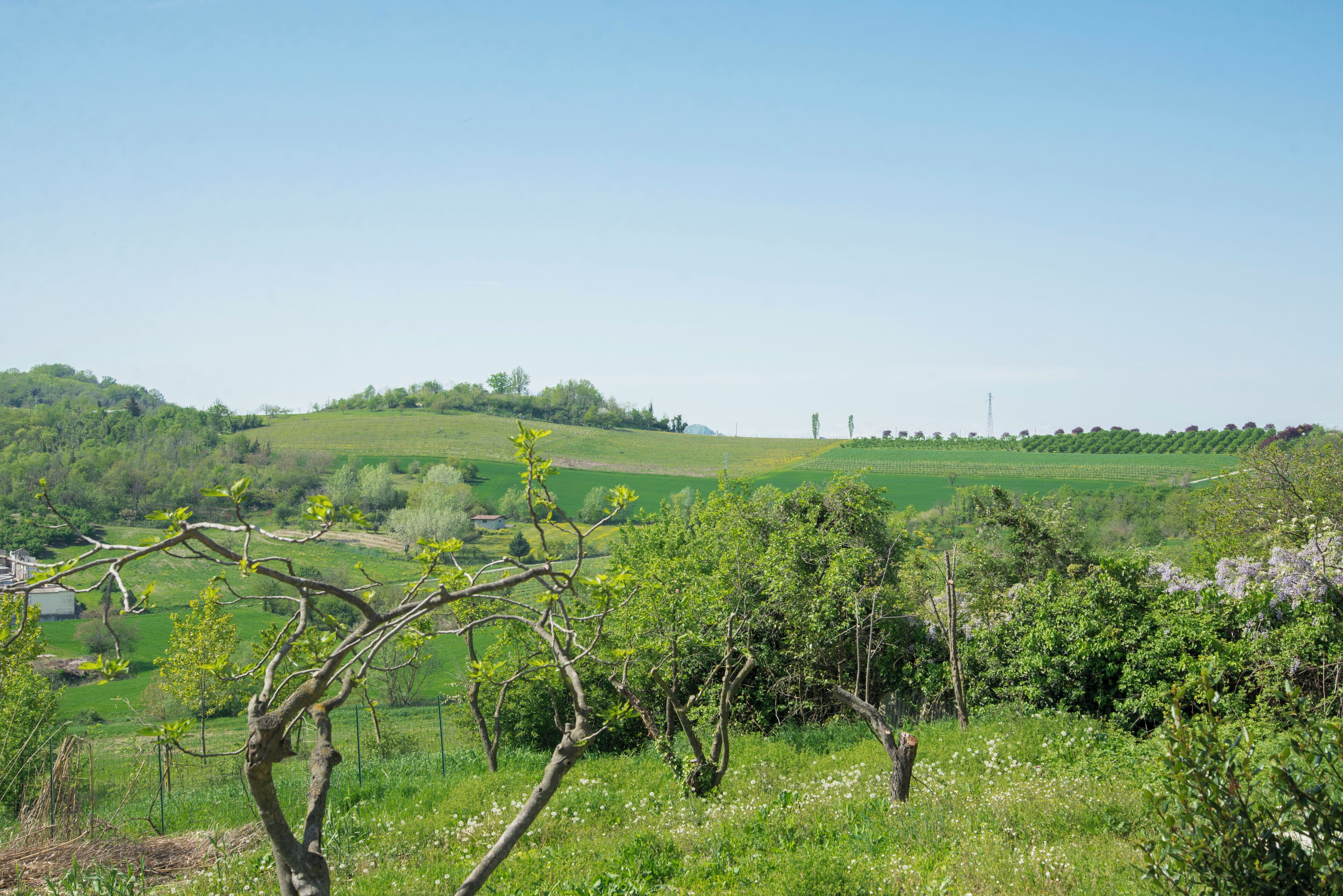 Eine Weinlandschaft mit sanften Hügeln und blauem Himmel.