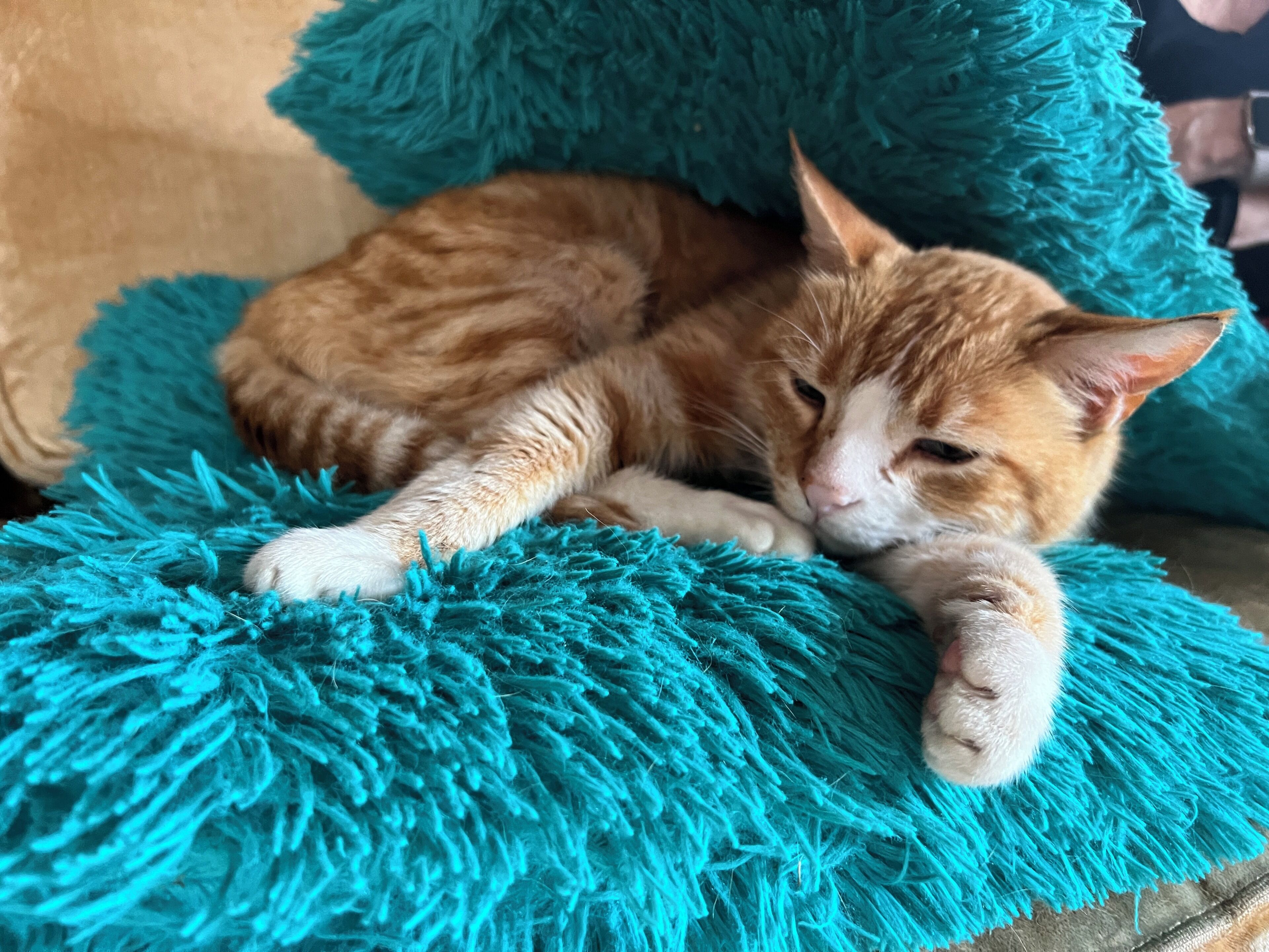 En katt som ligger på en mjuk, blå kudde.