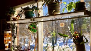 A room with a large window, shelves with various potted plants, and a view of a snowy landscape.