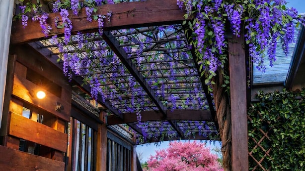 Puinen pergola, jonka päällä kasvaa violetteja kukkivia köynnöksiä, portaat ja taustalla vaaleanpunaisia kukkia tuottava puu.