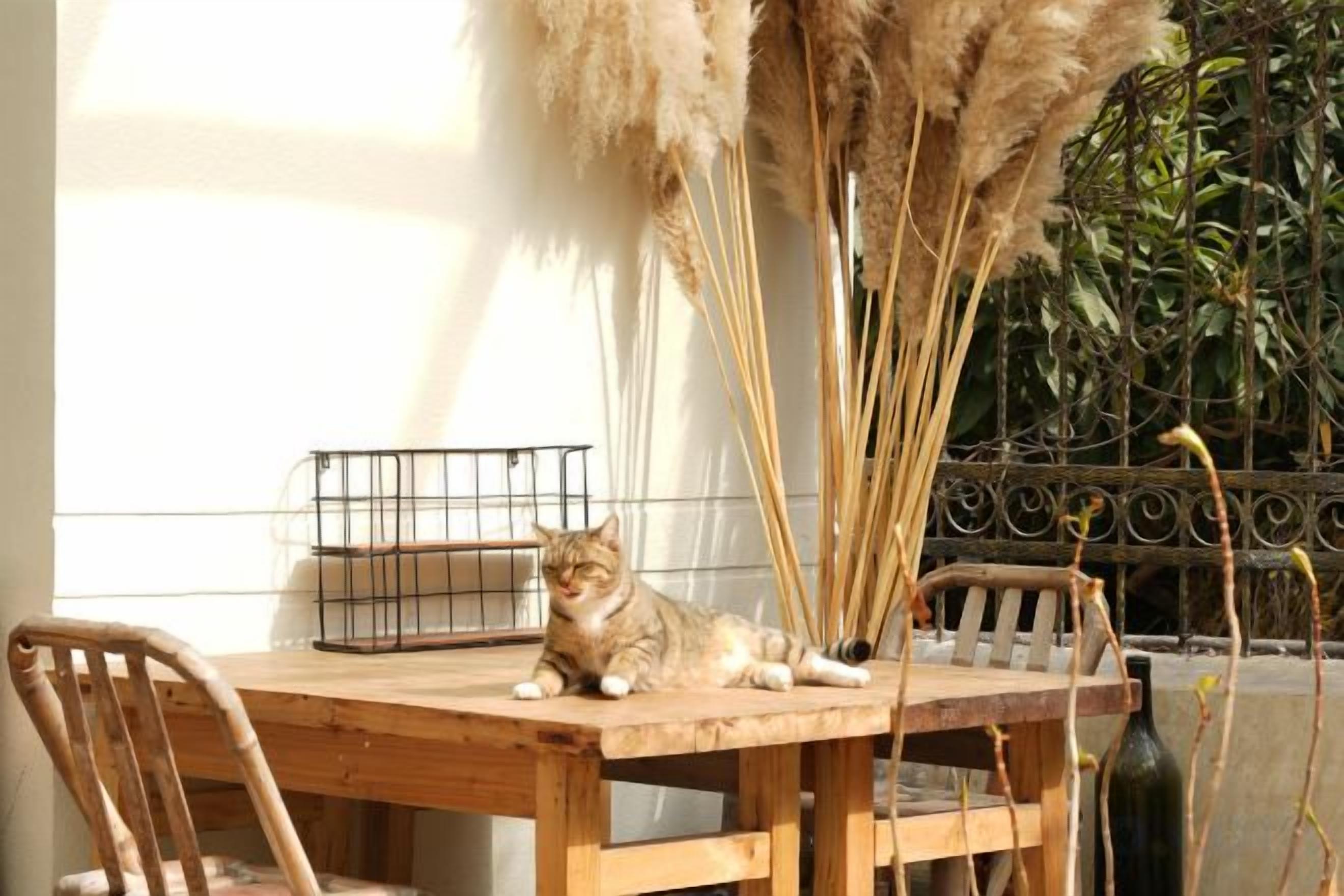 A cat sitting on a wooden table with a chair, a metal basket, and pampas grass in the background.