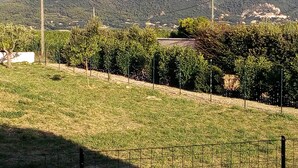 A vineyard with rows of grapevines, a fence, and a mountainous backdrop. - Rasteau, vacation villa with 3 bedrooms and heated pool (Rasteau)