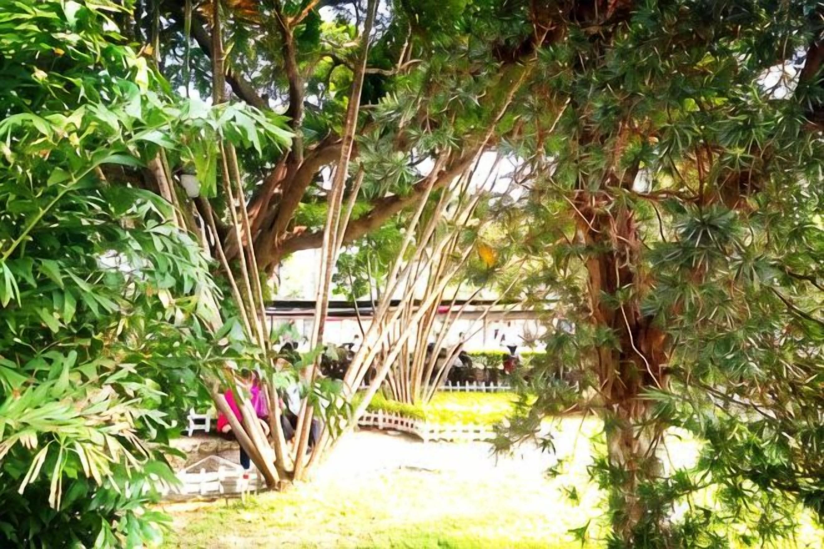 A garden with trees, a bench, and a fence.