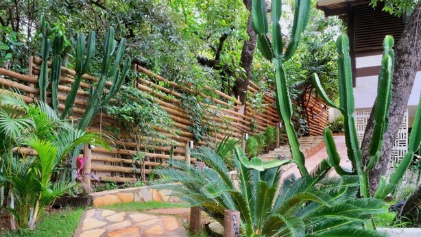 Un jardin avec un chemin de pierres, des cactus et une clôture en bois.