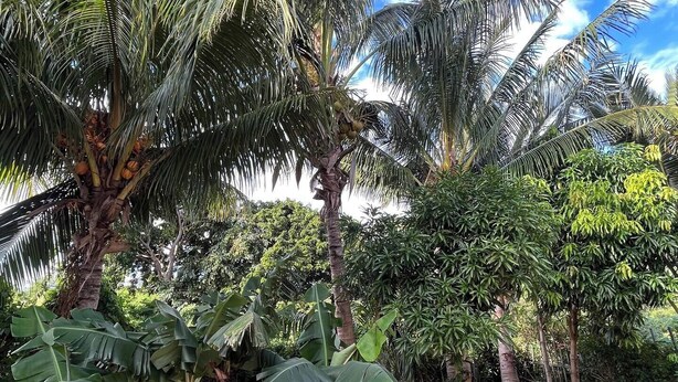 Un jardín con palmeras y plantas de banano.