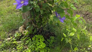 A wooden post with a clover plant growing around it. - Enjoyable 1-bedroom rustic cottage in Southport. (Southport)