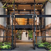 Populus Seattle