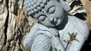 A stone Buddha statue partially embedded in a tree trunk. - Kūkupa Matairangi at Akaroa Lavender (Duvauchelle)