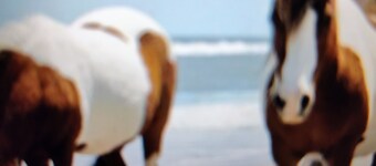  Campground in Horntown, VA , 12 miles from Chincoteague Island, VA