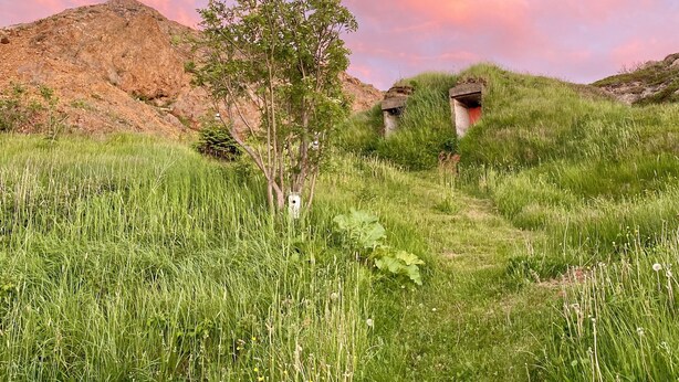 Un paysage verdoyant avec un arbre et une petite construction au loin.