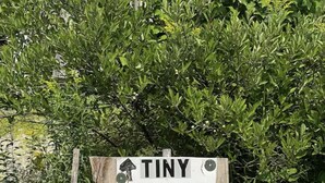 A sign for 'Tiny House Parking' amidst greenery.