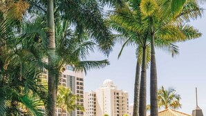 A pathway leading to a pool area surrounded by palm trees and lush greenery, with a view of high-rise buildings in the background. - Resort Style Chevron Apartments (Surfers Paradise)