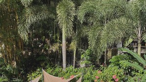 A garden area with potted plants, a man sitting on a bench, and a canopy structure. - Bugana Beach and Dive Resort (Sipalay)