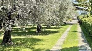 Ein gepflasterter Weg führt durch einen Garten mit Olivenbäumen und einer Steinmauer im Hintergrund.