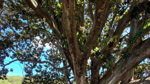 A wicker chair under a large tree on a tiled patio. - Room-magnolia Loft A Spacious, Authent (Alzira)