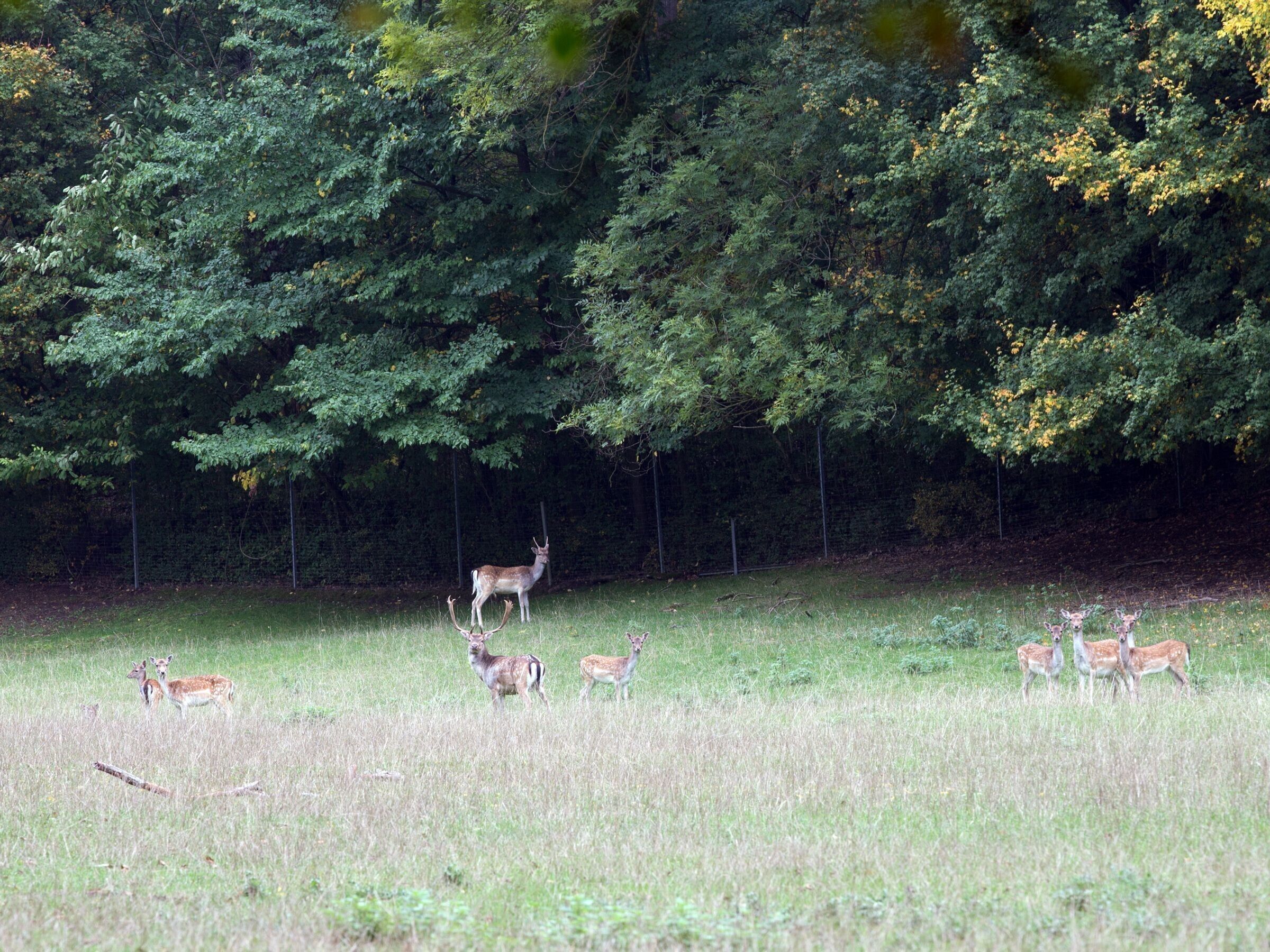A natural landscape with a variety of deer in a grassy field, surrounded by dense trees.
