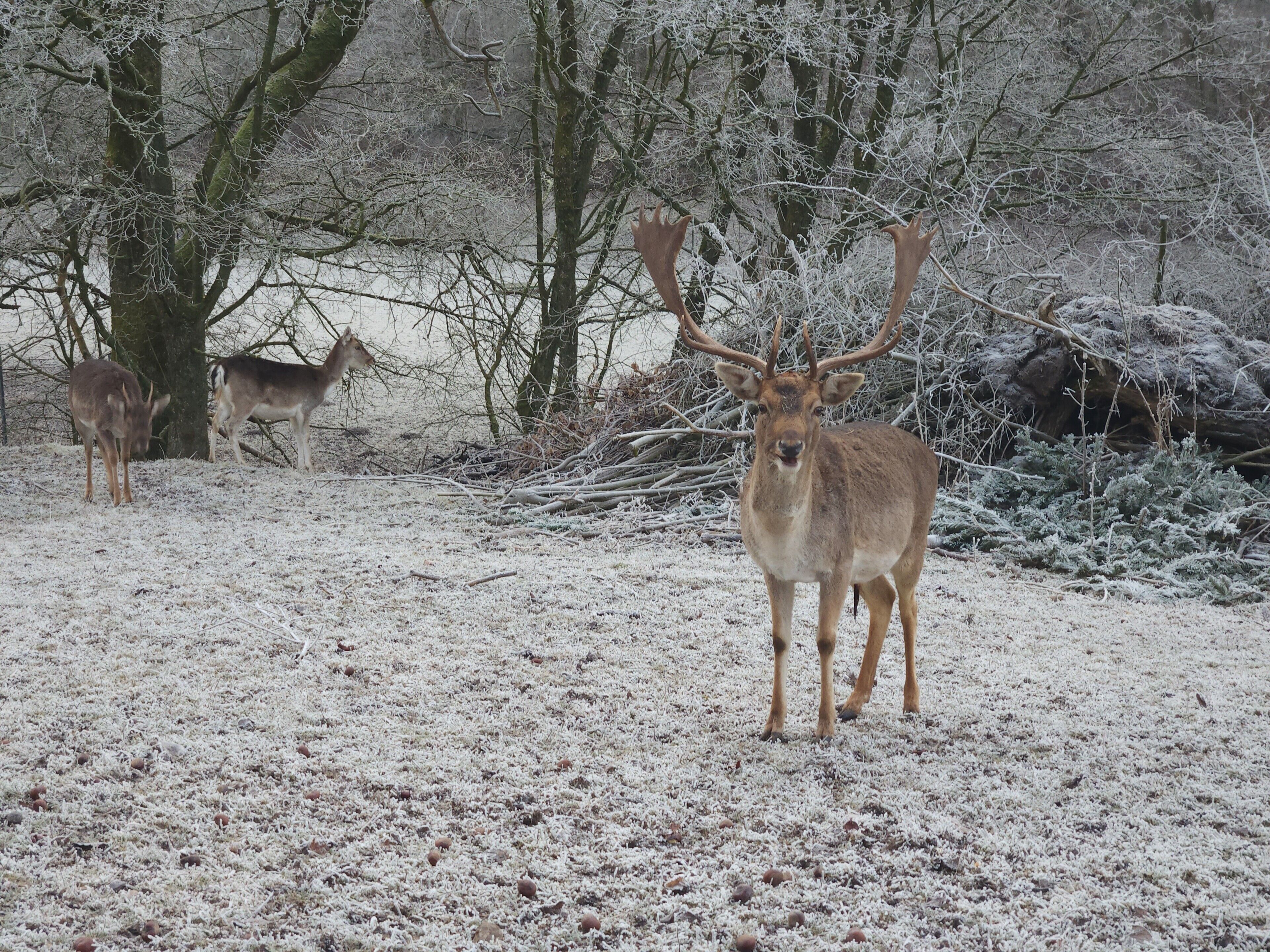 Un cerf dans une forêt enneigée, avec des arbres et des branches.