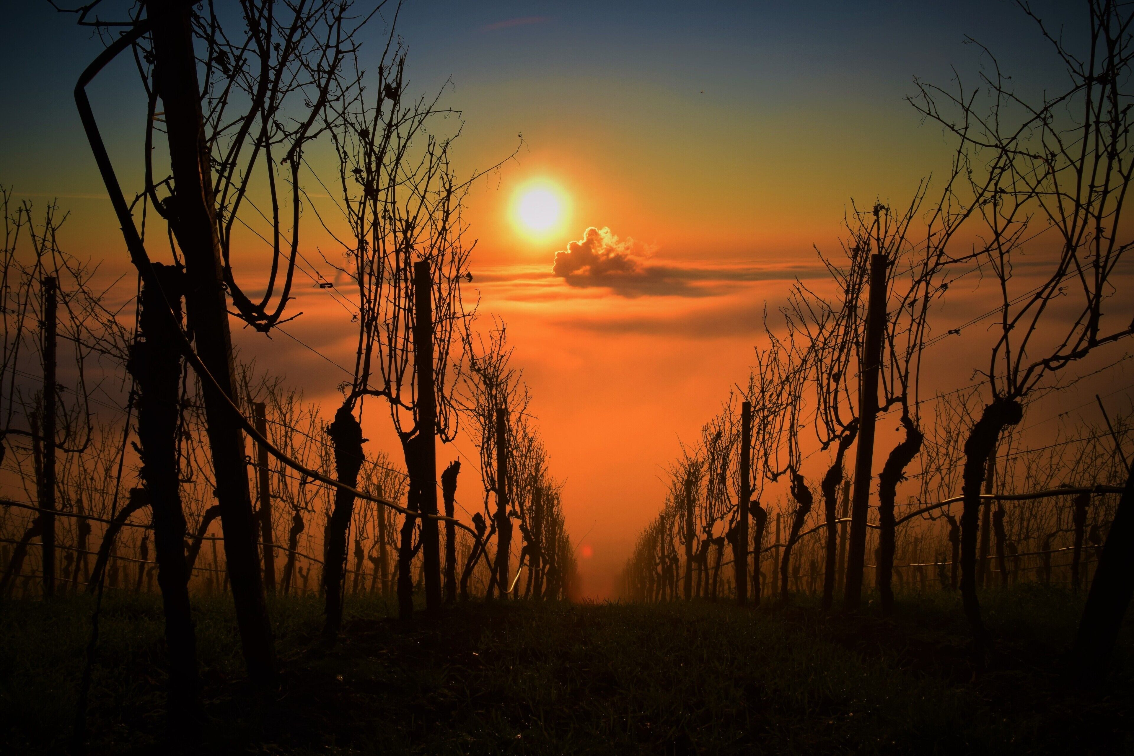 A vineyard with bare trees and a sun setting in the background.