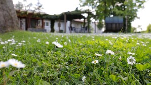 A grassy area with white flowers and a building in the background. - Holiday Apartment 'Riesling' with Private Balcony, Shared Terrace (Iphofen)