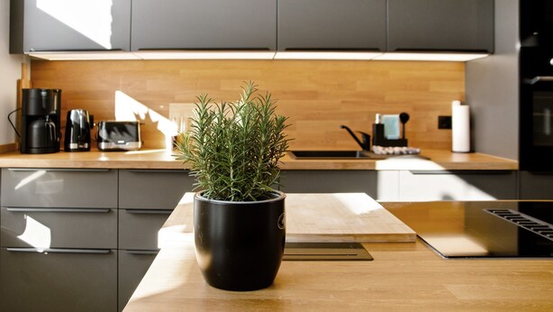 A modern kitchen with dark cabinets, a wooden countertop, and a potted plant.