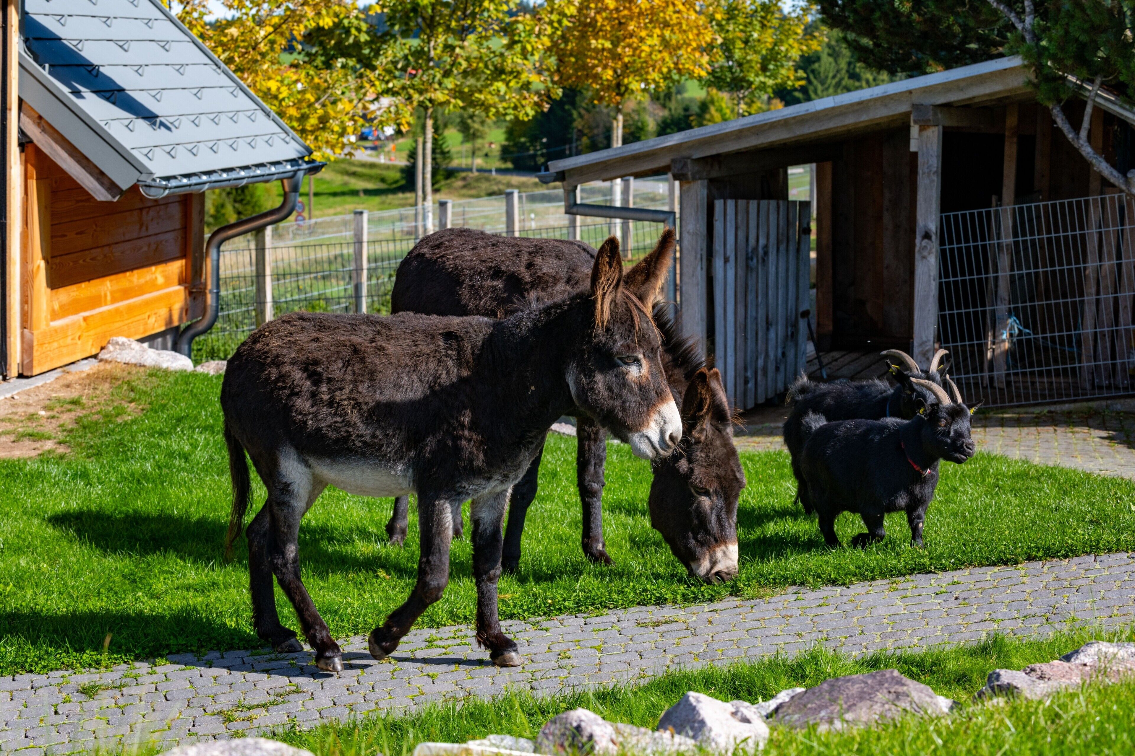 Une étable abritant deux ânes et une petite chèvre.