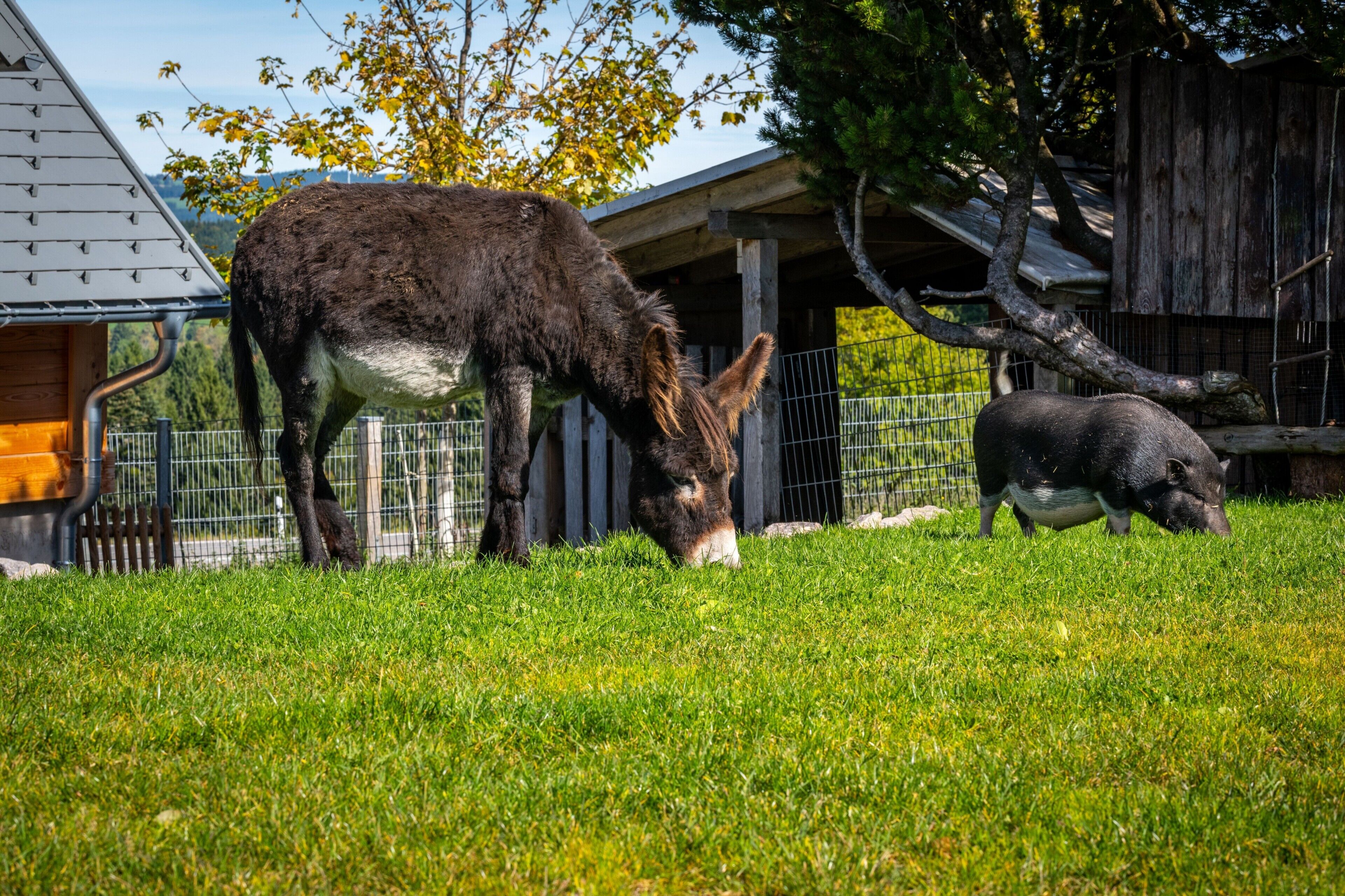 A stable with a donkey and a pig grazing in a grassy field.