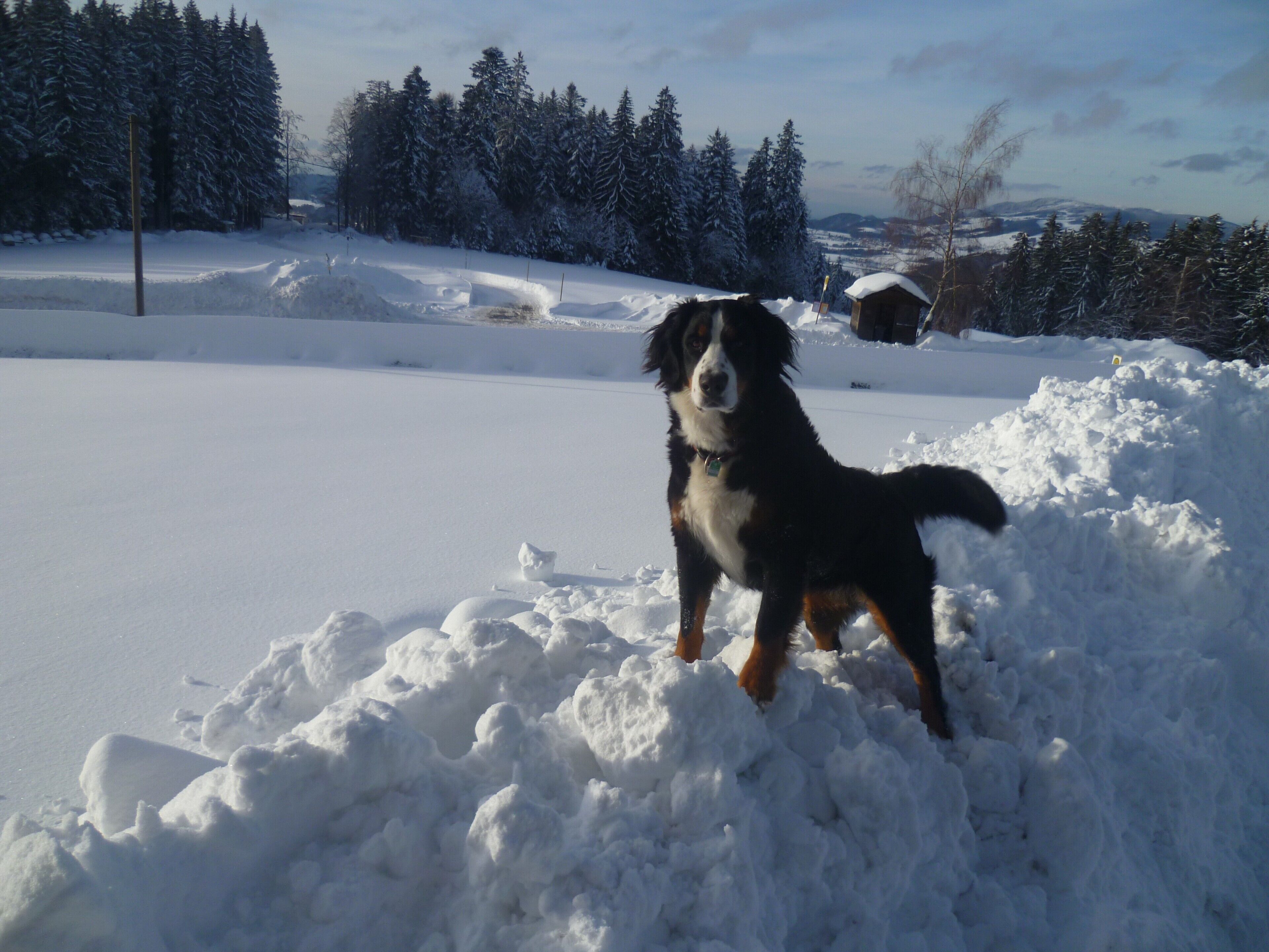 Ein Hund steht auf einem verschneiten Feld, im Hintergrund sind ein Haus und Bäume zu sehen.