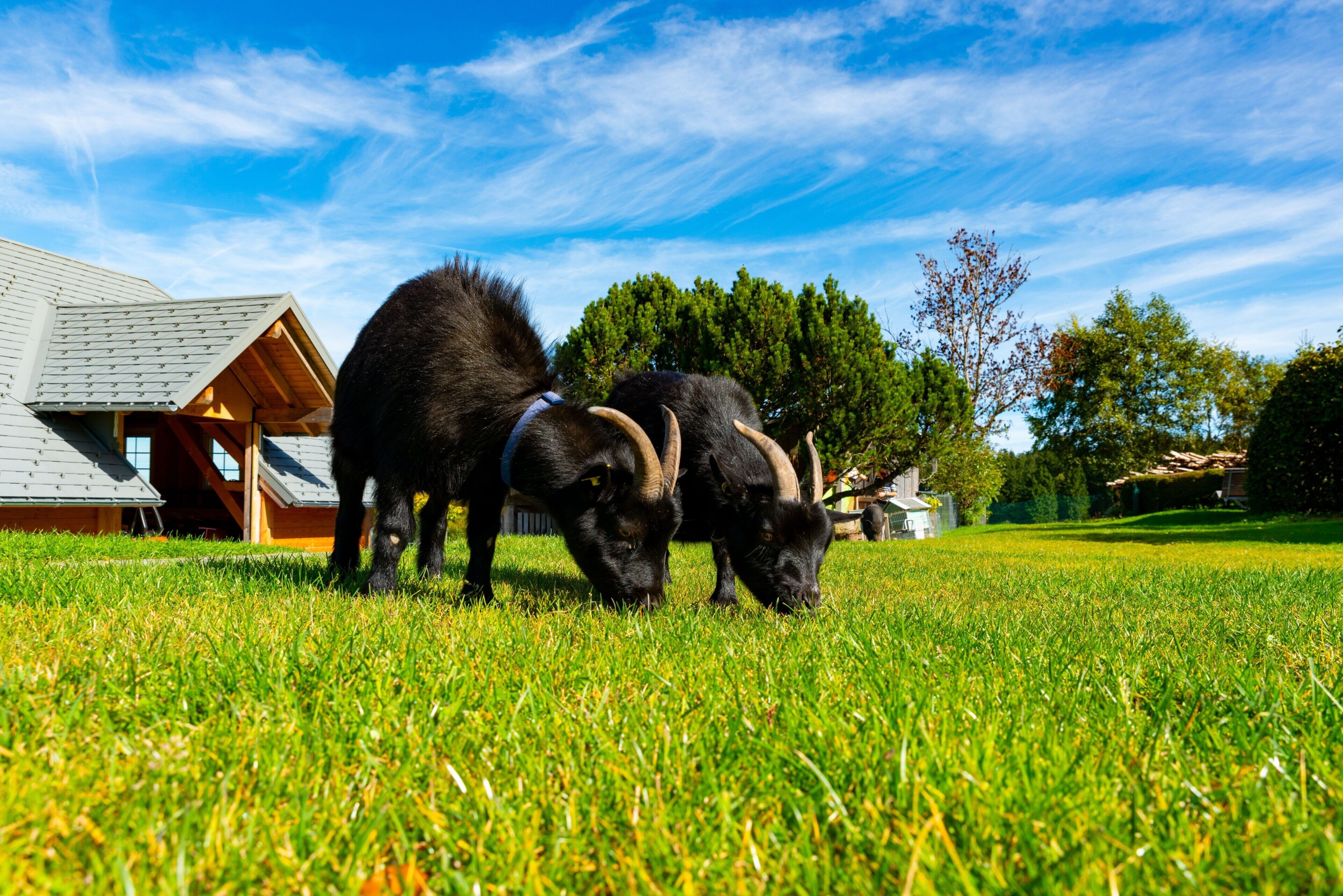Deux chiens noirs paissent dans un champ herbeux, avec un bâtiment en bois en arrière-plan.