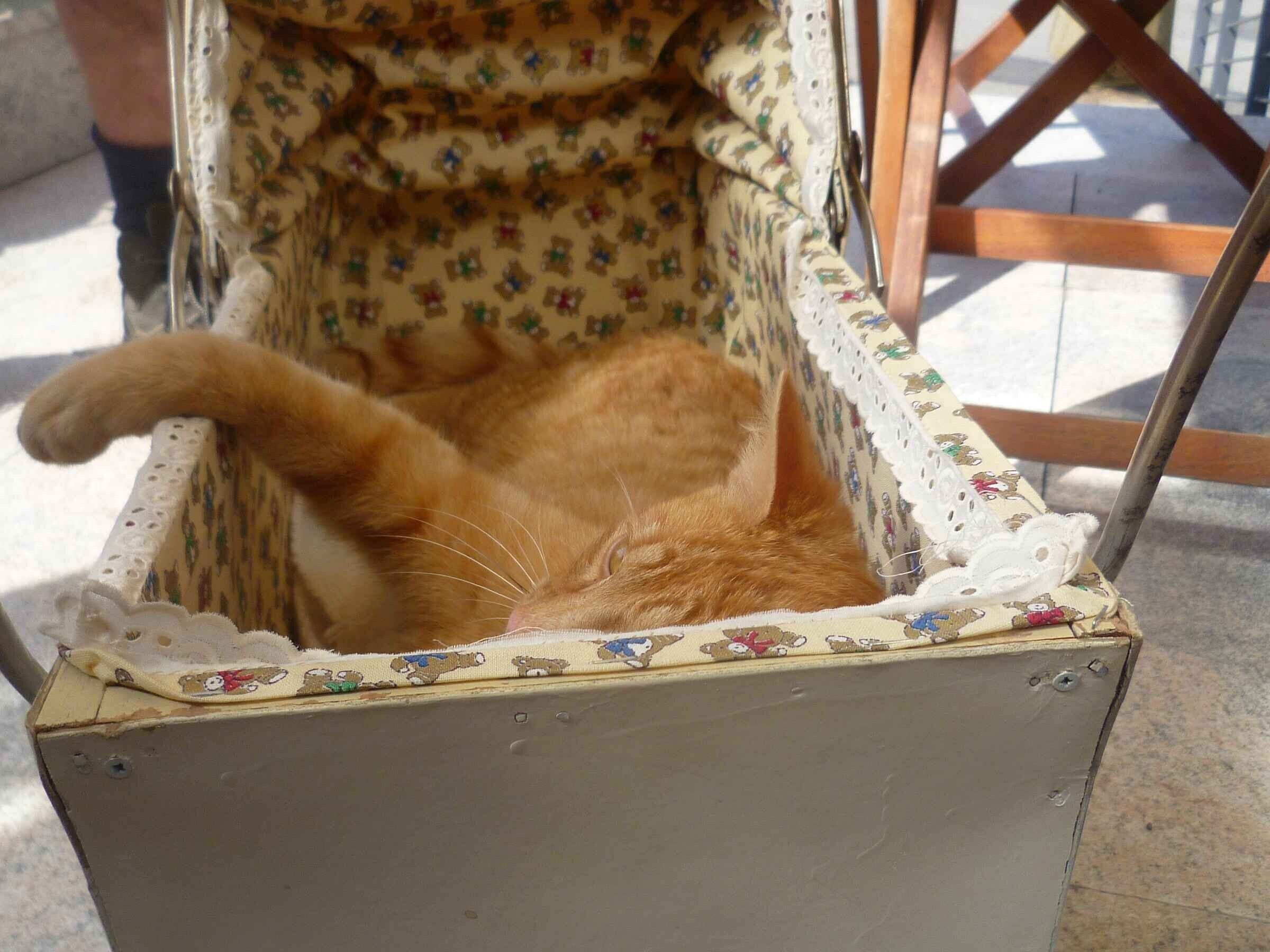 A cat lying in a chair with a floral pattern.