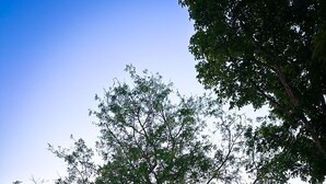 Ein modernes Haus mit überdachter Veranda, einem großen Baum davor und einem gepflegten Rasen.