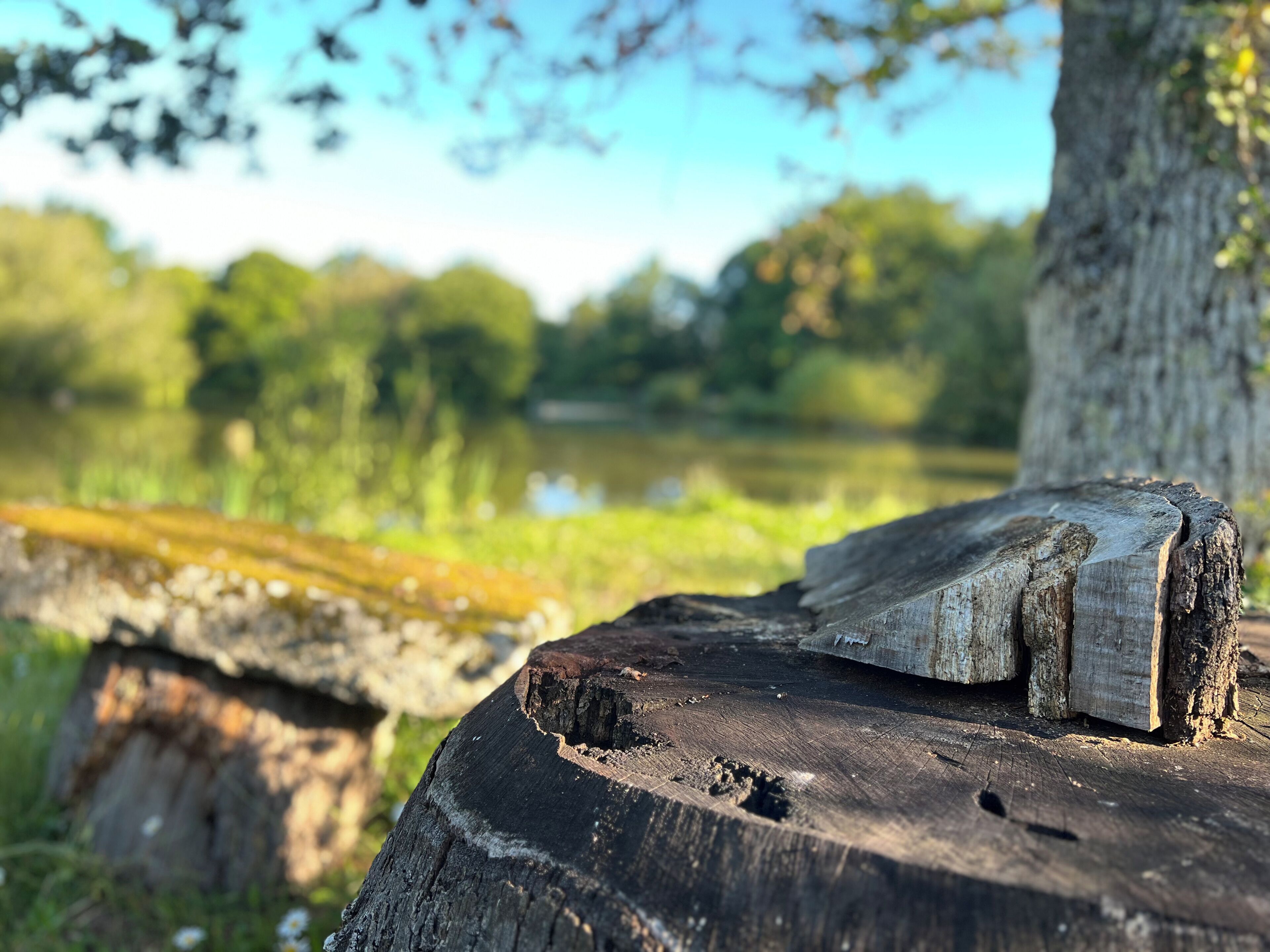 A close-up of a tree stump with a clear view of the surrounding natural landscape, including a body of water and greenery.