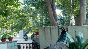 Kamar Standar, pemandangan taman | Pemandangan dari kamar