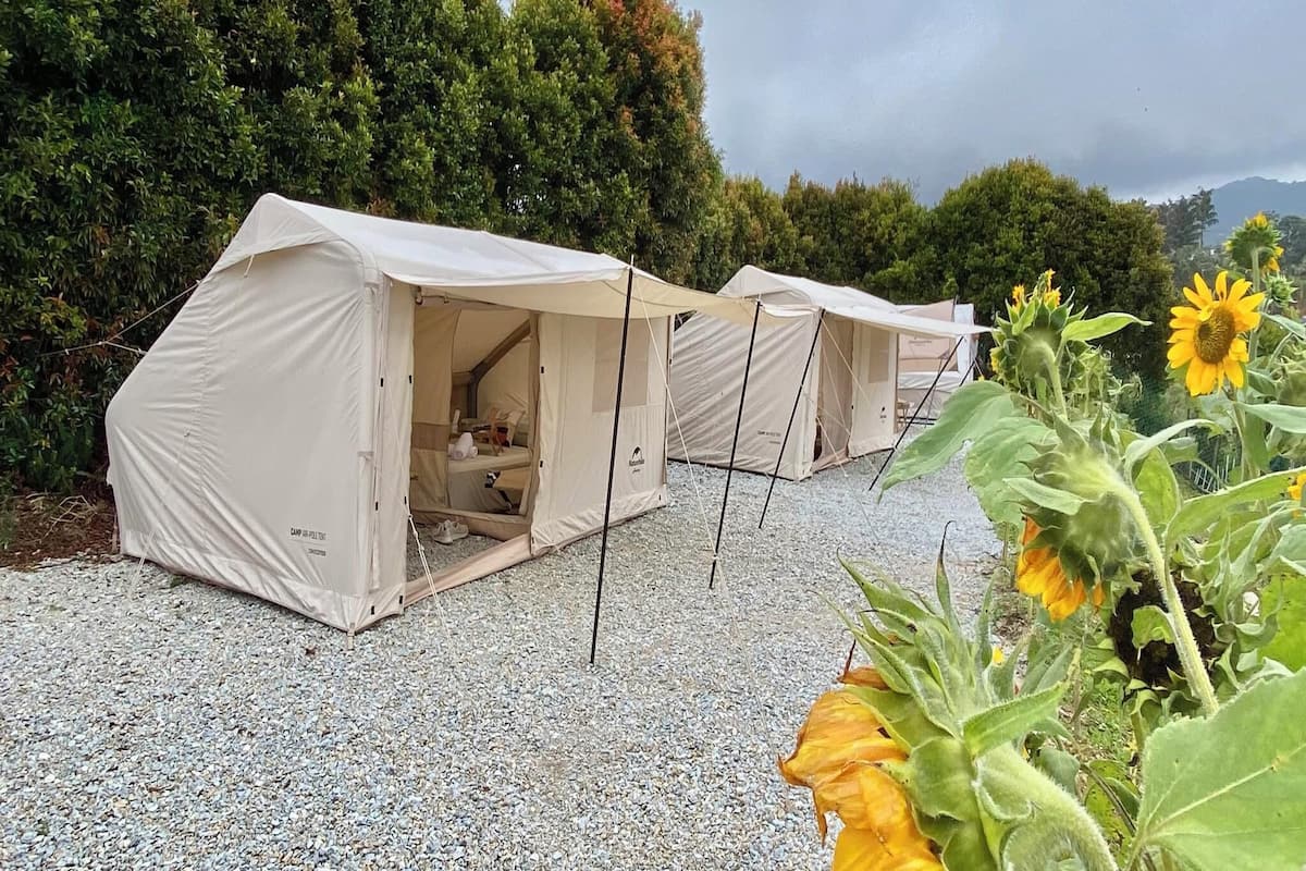 A row of four beige tents with open interiors, set on a gravel surface, surrounded by greenery and a sunflower.