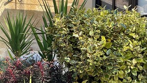 Een aangelegde tuin met verschillende planten en een pad van natuursteen.