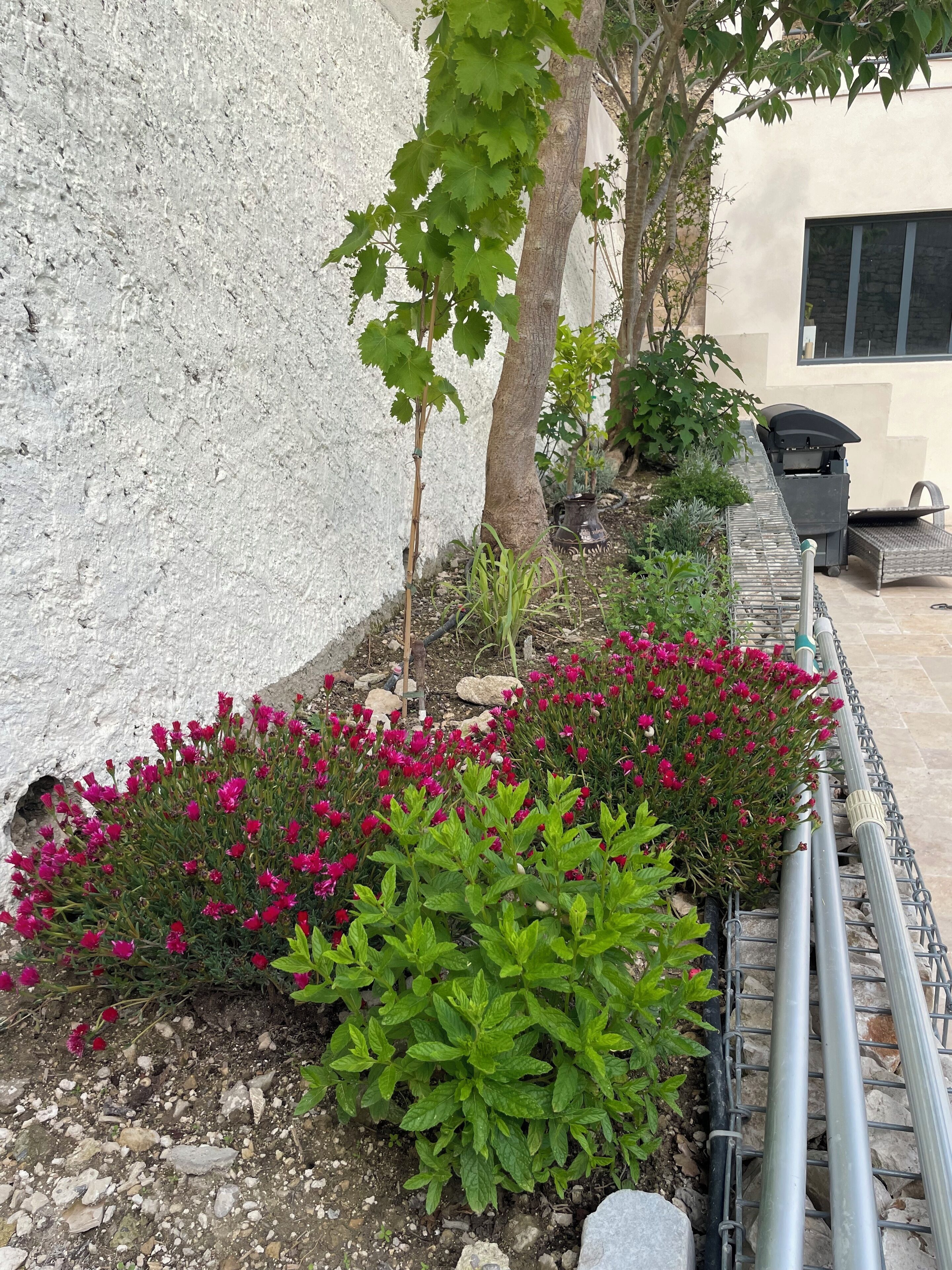 Ein Garten mit rosa Blumen, Grünpflanzen, einem Baum und einer weißen Mauer.